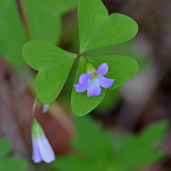 Oxalis alpina, Alpine Woodsorrel Oxalis alpina, Alpine Woodsorrel